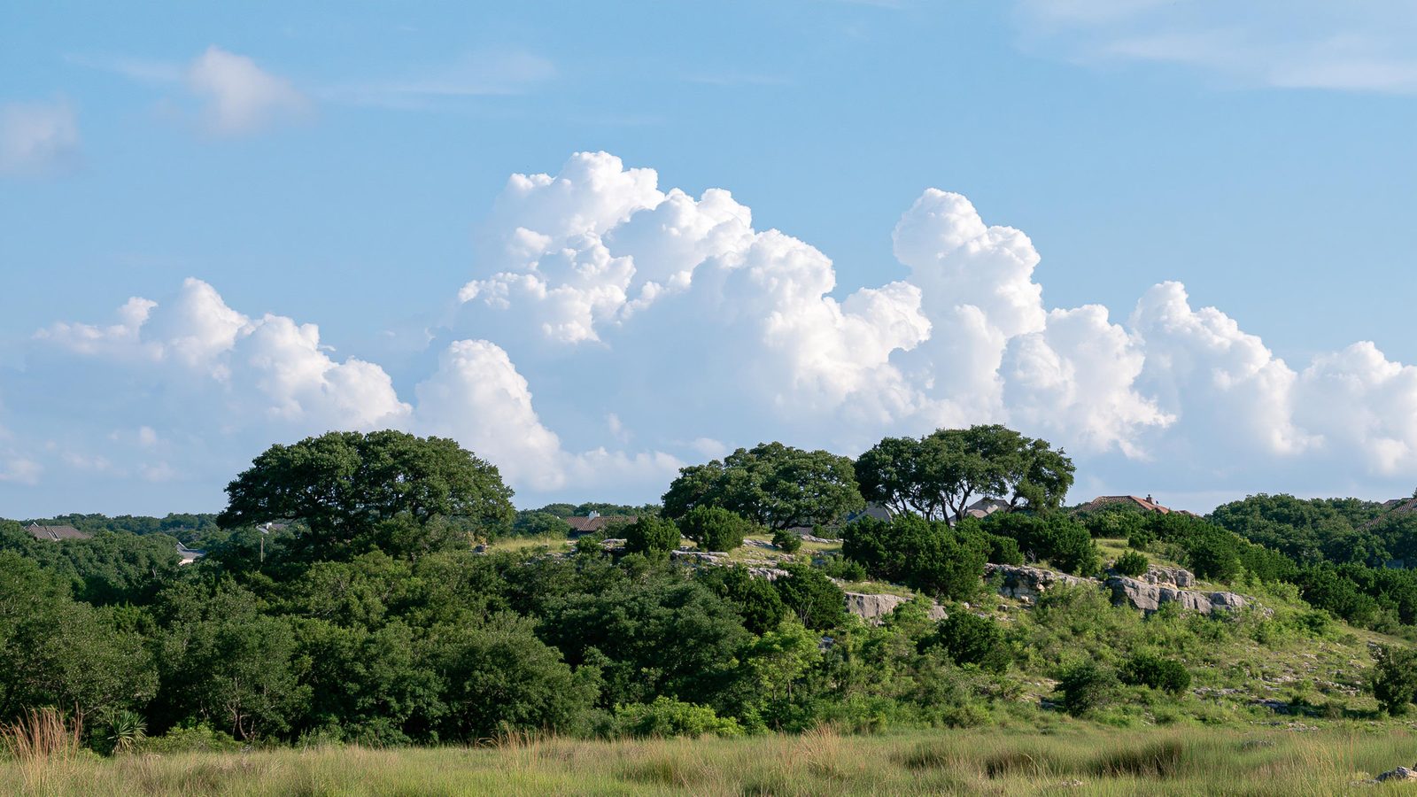 Limestone ridge under live oak mottes at the edge of a neighborhood, rooftops among the trees low along the lower slope, open sky and towering cumulus across the upper half of the frame