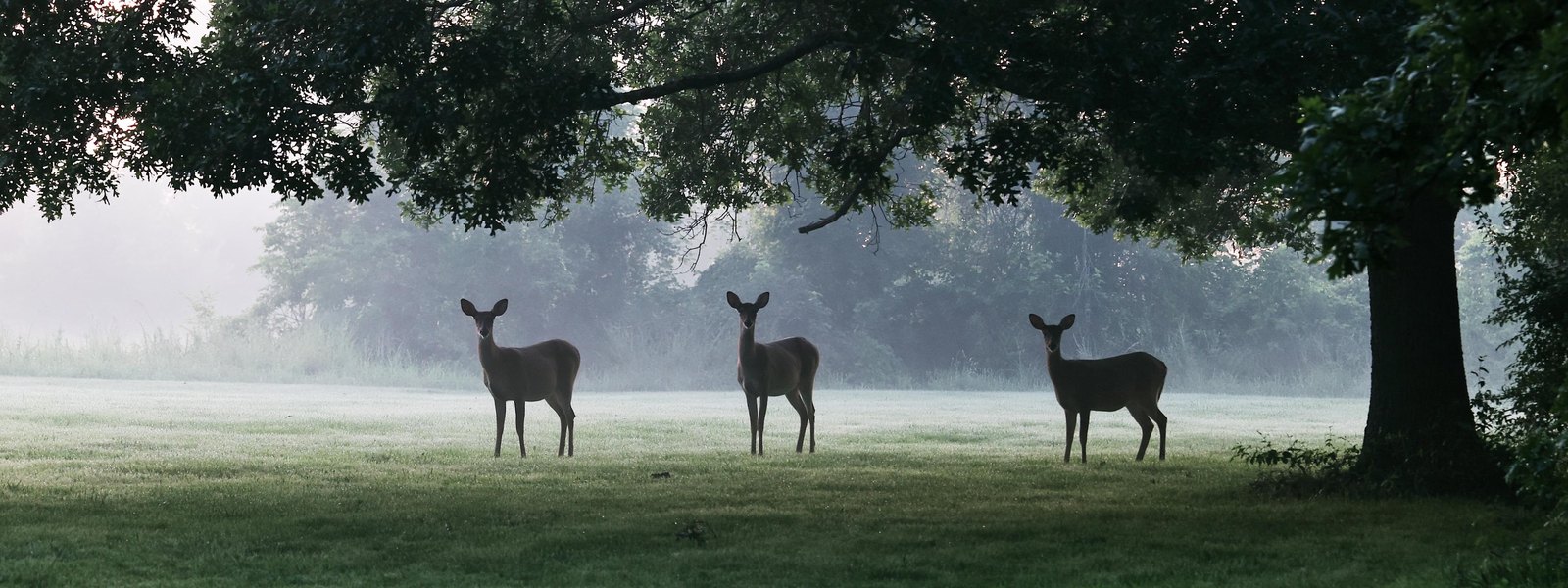 Three white-tailed deer out on a mown lawn under heavy oak mottes, the sun behind haze and humid haze low in the sky, the ground in front of them bare and quiet