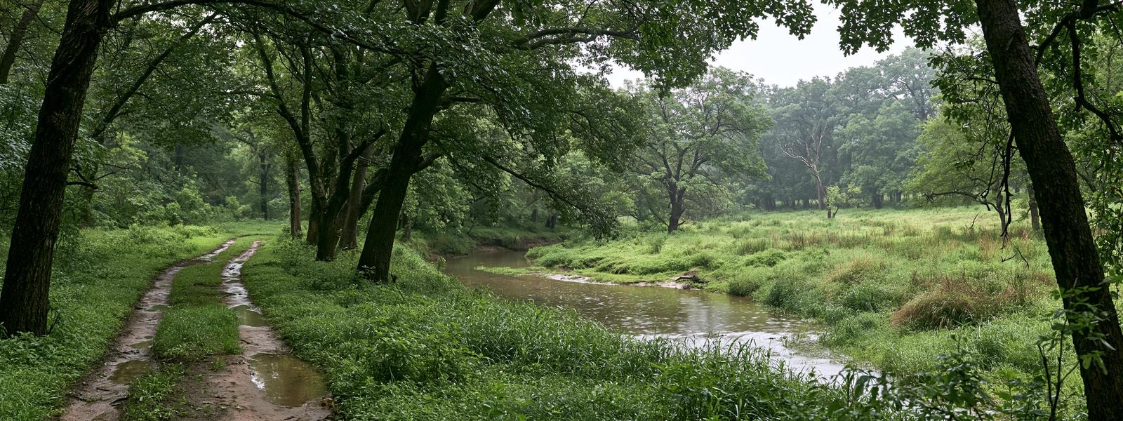 Narrow trail running beside a creek through old wooded pasture just after rain, cedar elm and hackberry closing overhead, wet ground and a flat gray sky open above the trees